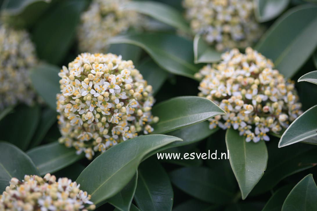 Skimmia japonica 'Fragrant Cloud'