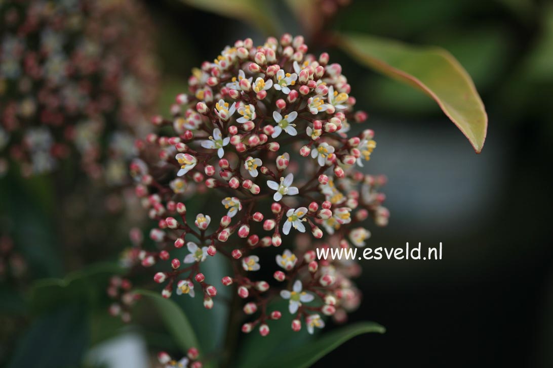 Skimmia japonica 'Wanto' (LUWIAN)