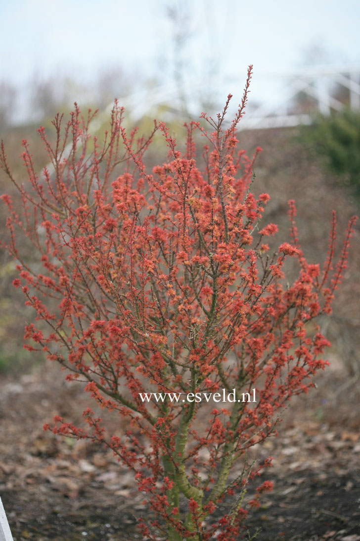 Acer palmatum 'Koto hime'