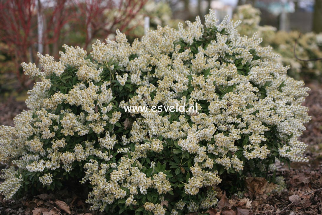 Pieris japonica 'Debutante'