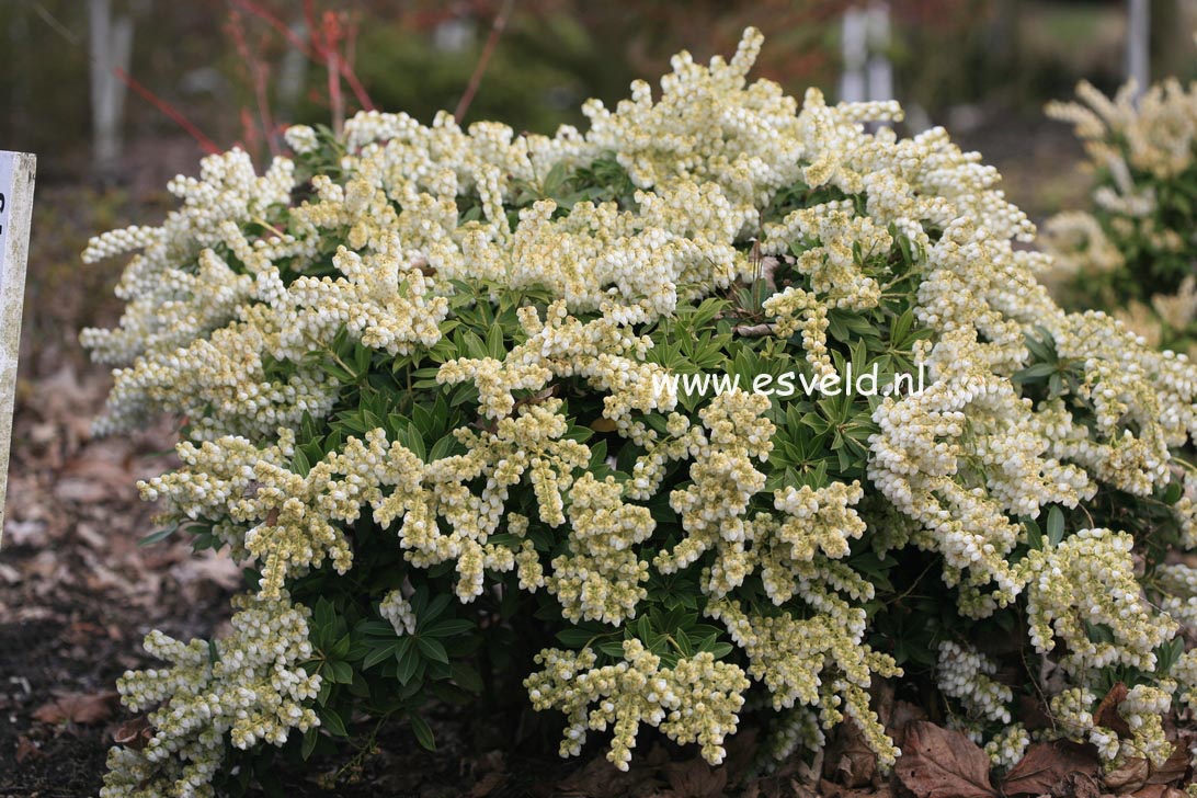 Pieris japonica 'Sarabande'