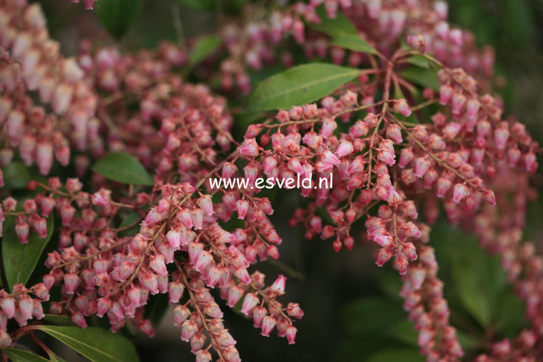 Pieris japonica 'Rosalinda'