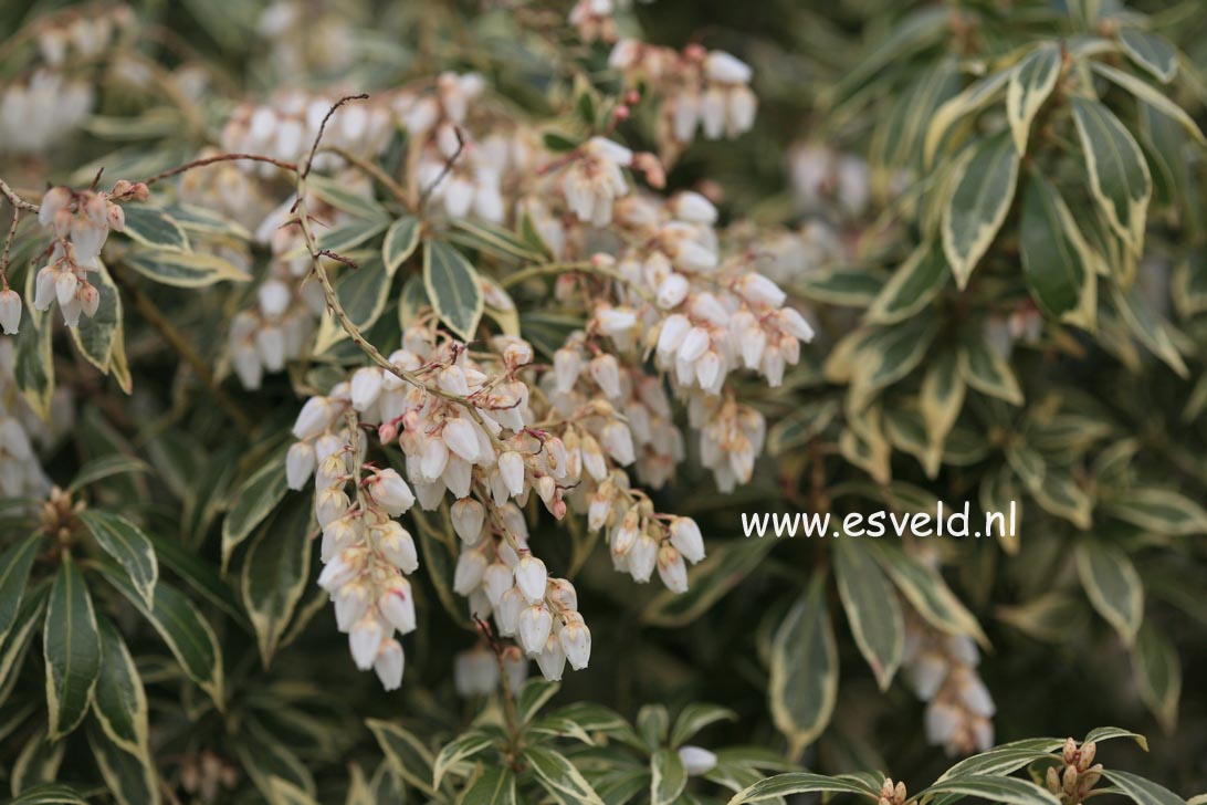 Pieris japonica 'White Rim'