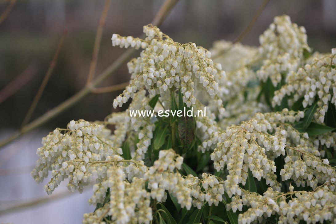 Pieris japonica 'Weeping Bride'