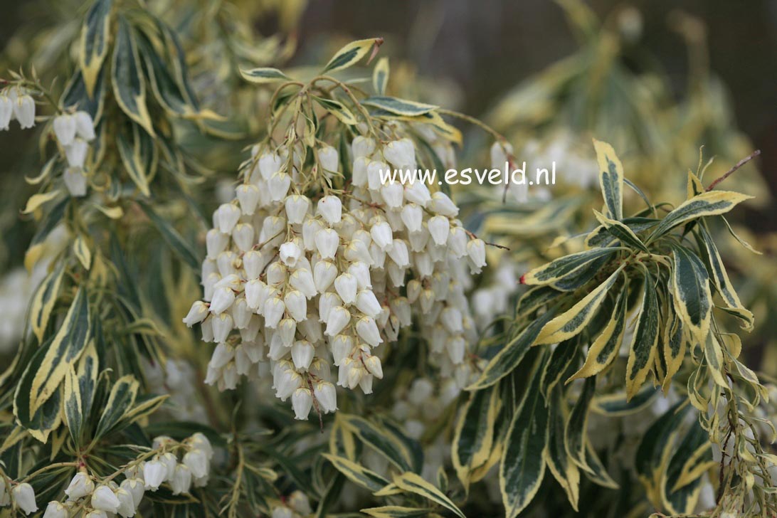 Pieris japonica 'Variegata'