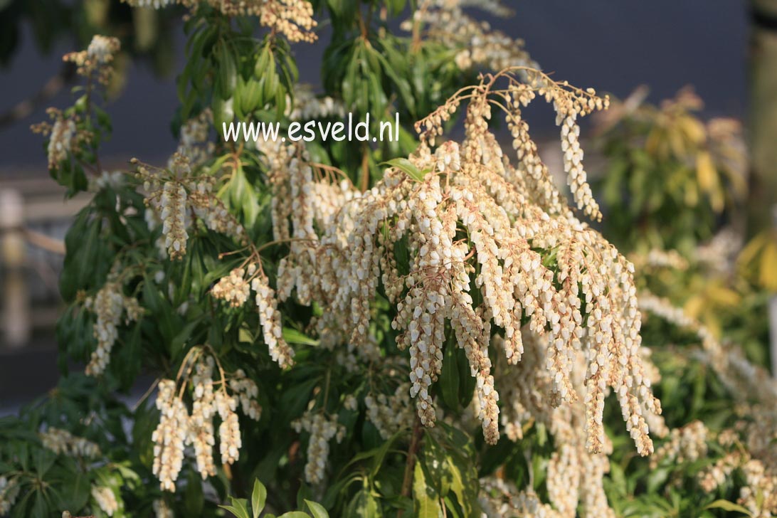 Pieris japonica 'White Caps'