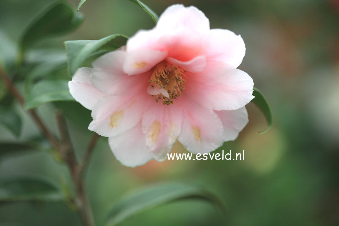 Camellia sasanqua