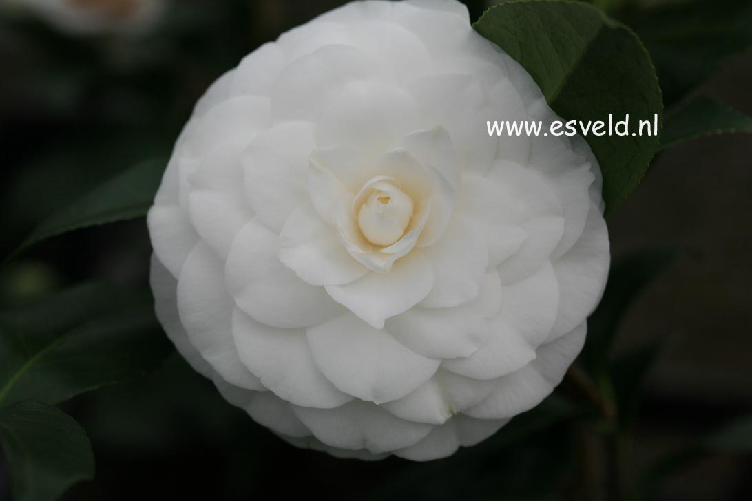 Camellia japonica 'Snow White'