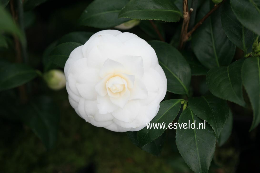 Camellia japonica 'Snow White'