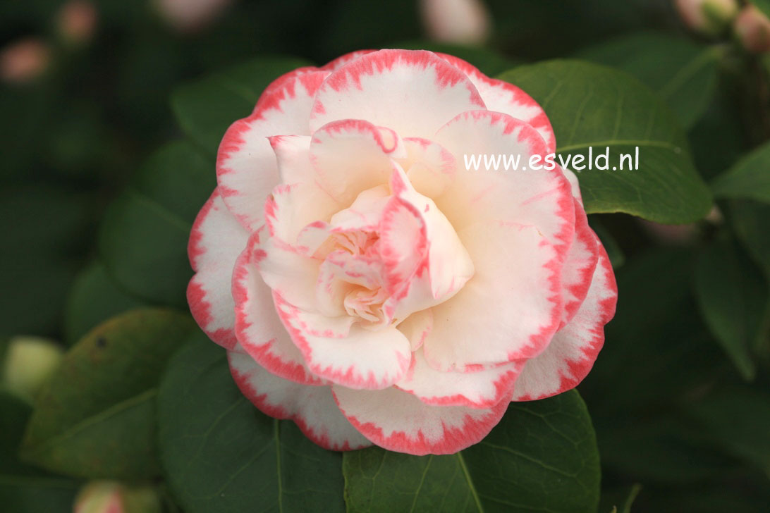 Camellia japonica 'Margaret Davis'