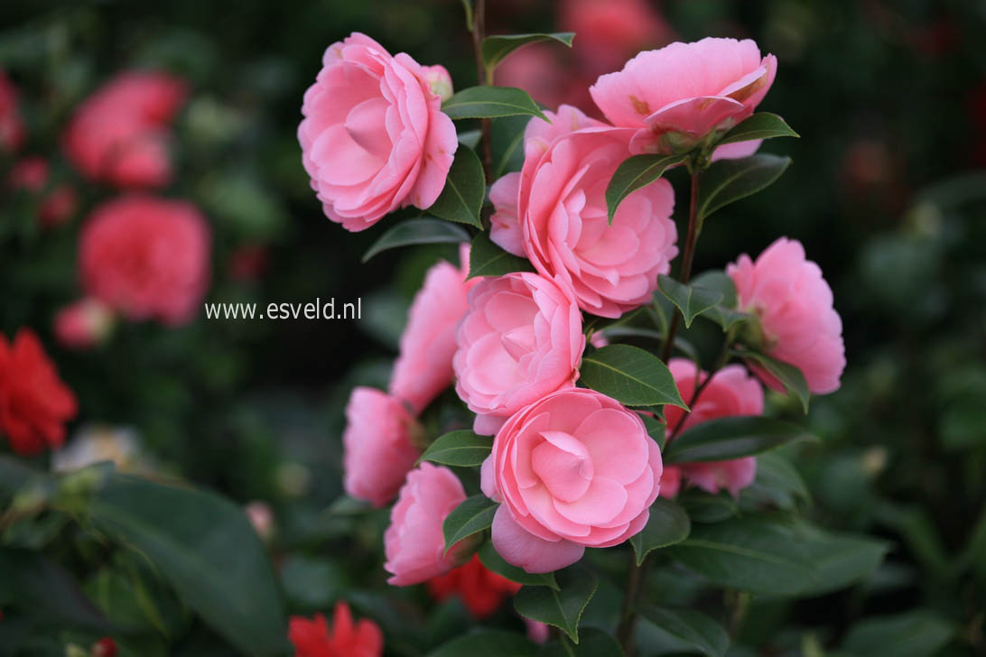 Camellia williamsii 'E.G. Waterhouse'