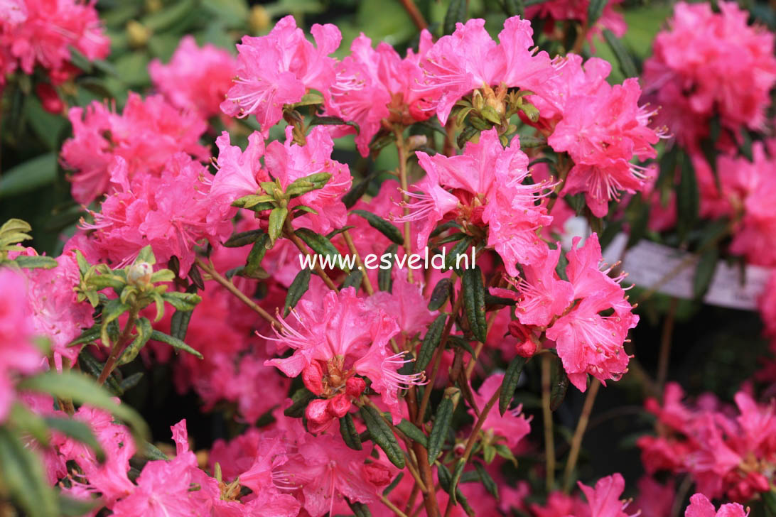 Rhododendron 'Ostara'