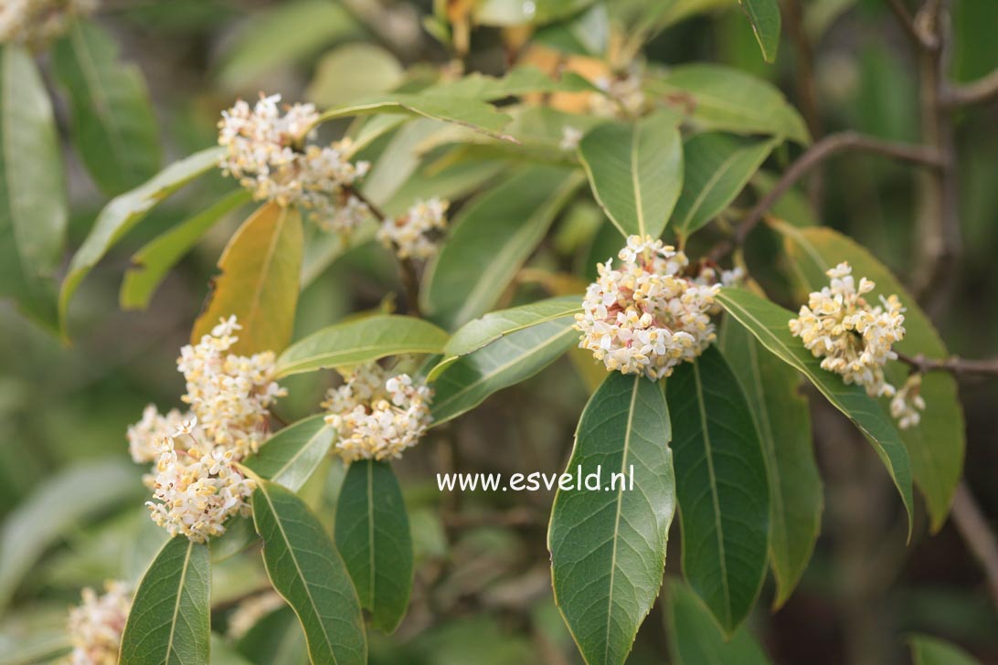 Osmanthus serrulatus