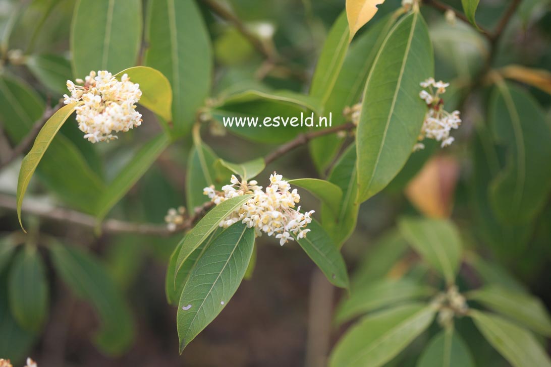 Osmanthus serrulatus