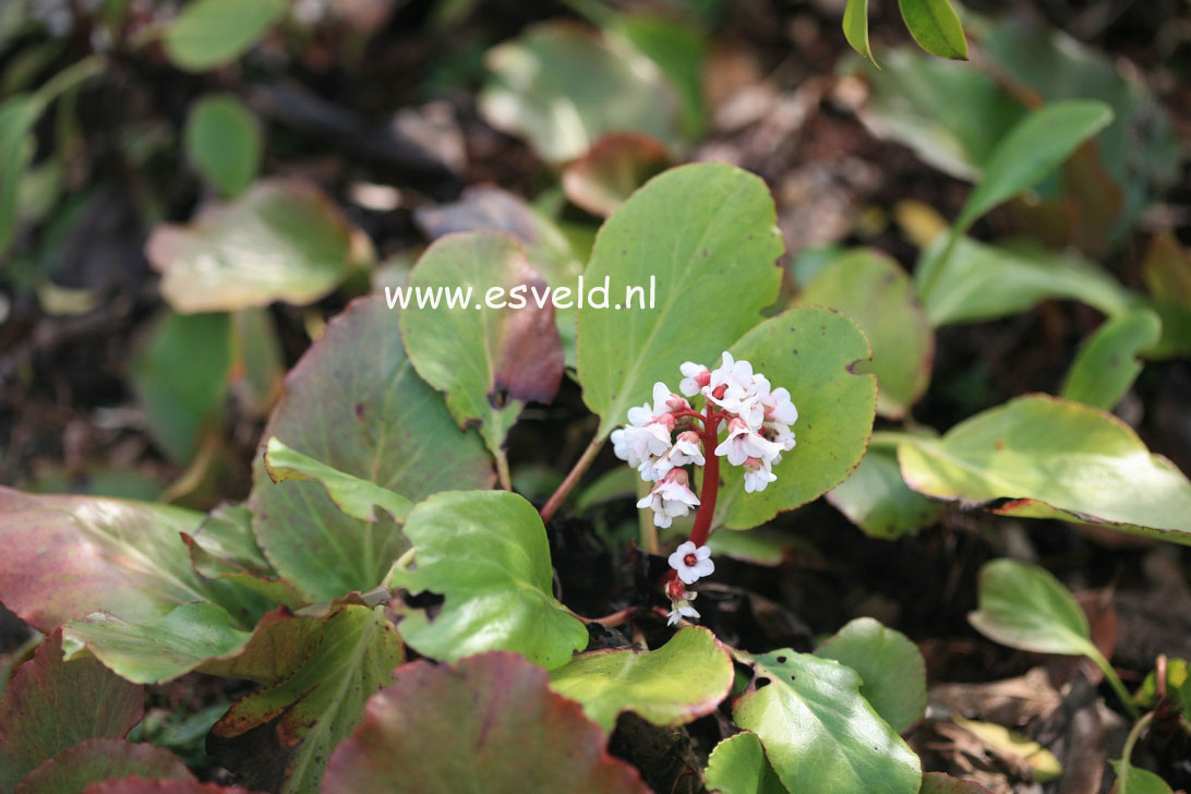 Bergenia 'Silberlicht'