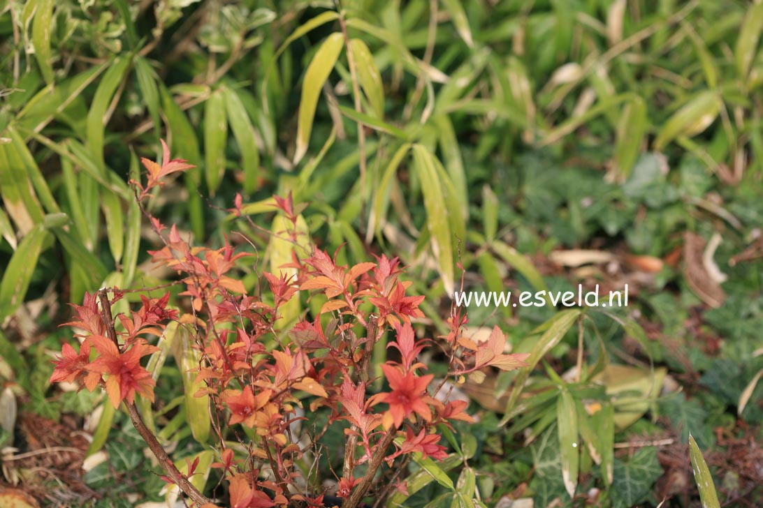 Spiraea japonica 'Goldflame'