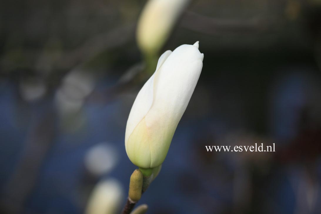 Magnolia 'Tina Durio'