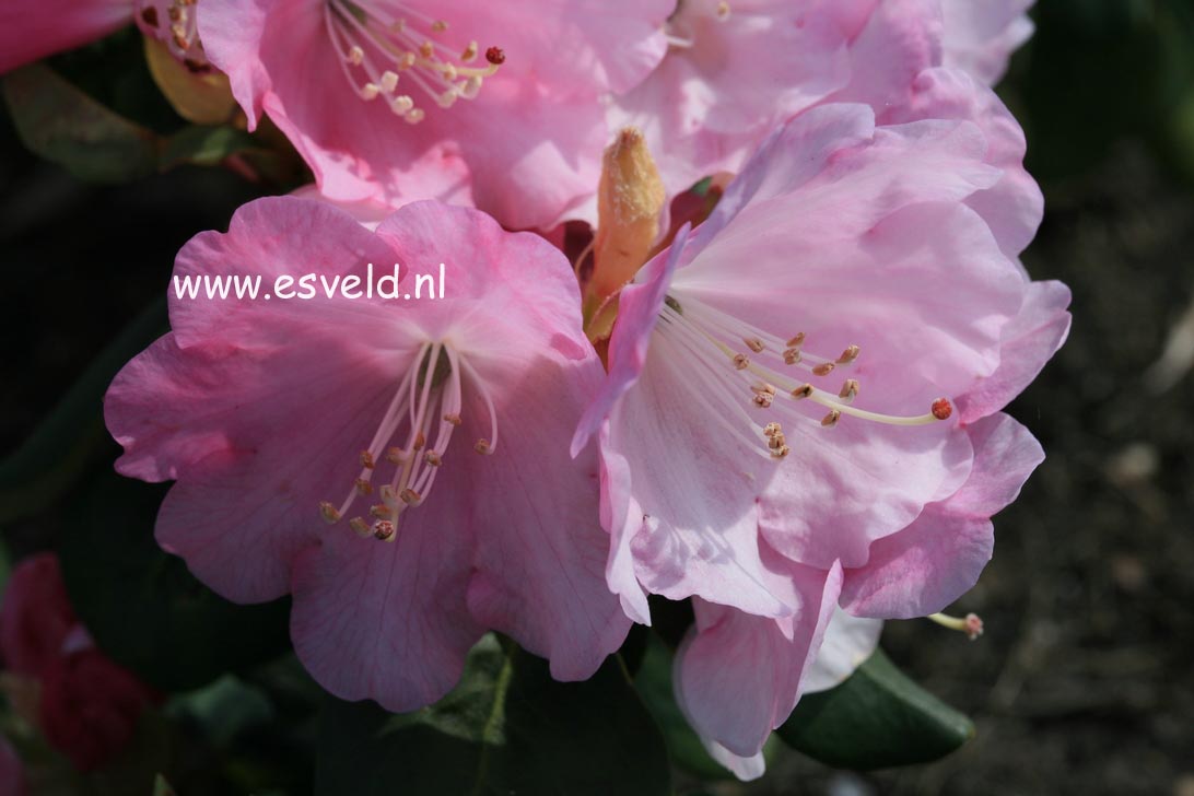 Rhododendron 'Honingen'