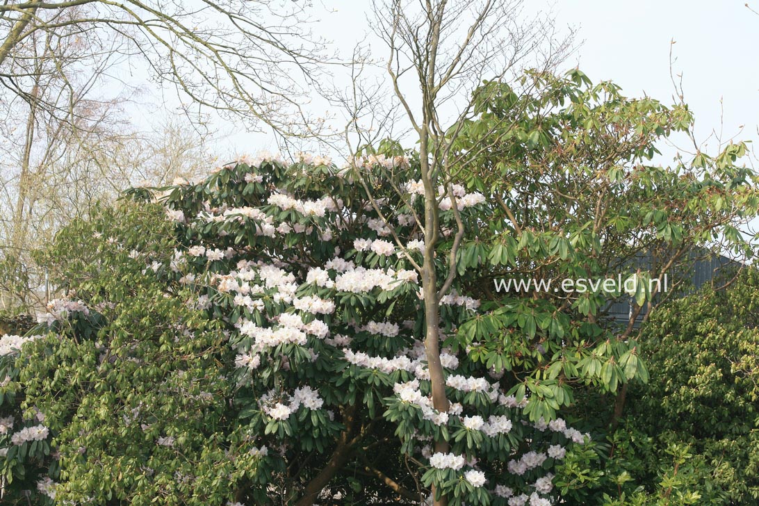 Rhododendron sutchuenense