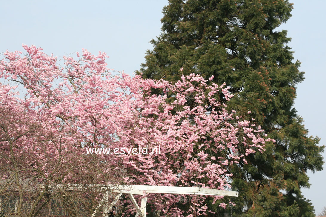 Prunus 'Accolade'