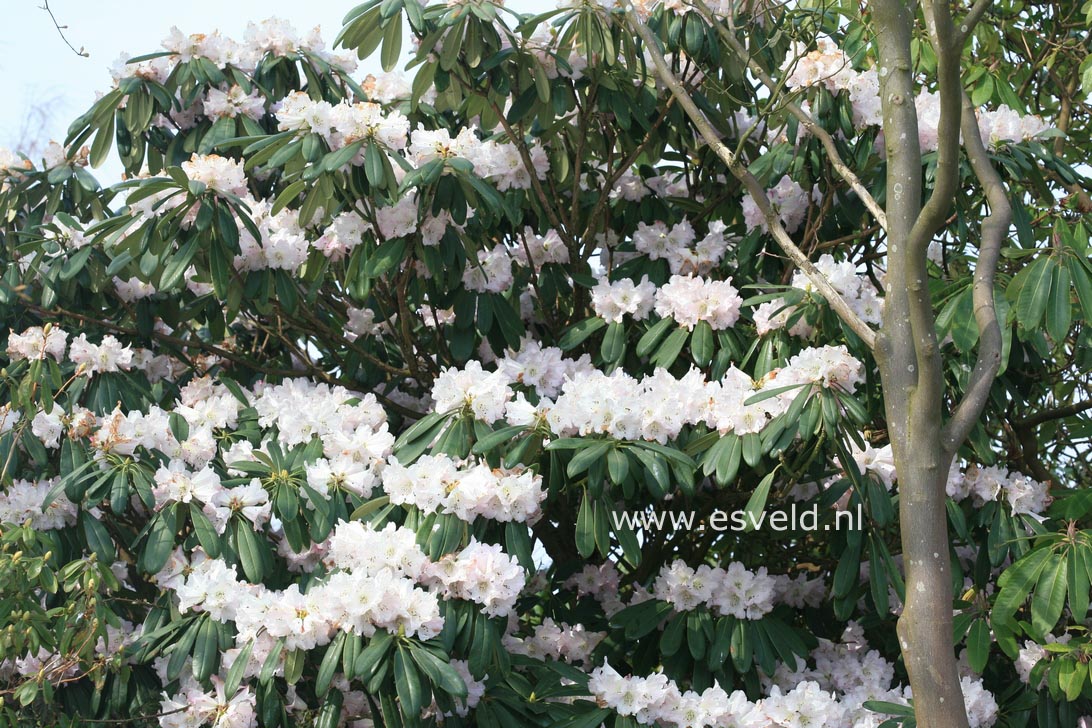 Rhododendron sutchuenense