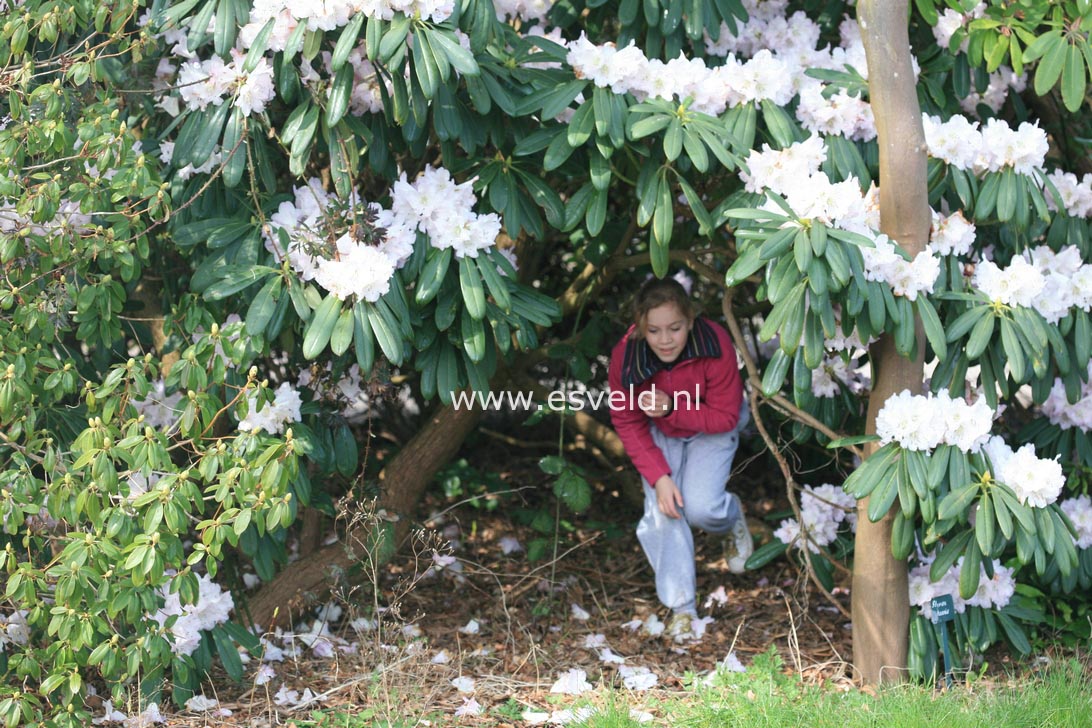 Rhododendron sutchuenense