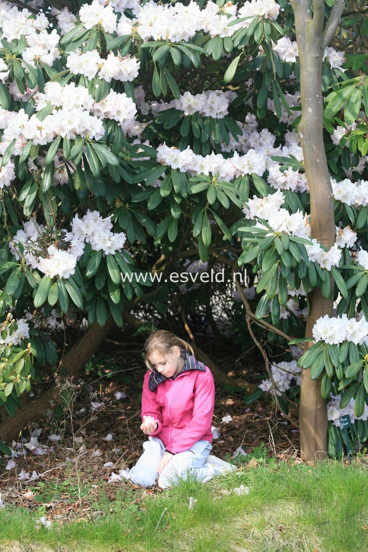 Rhododendron sutchuenense