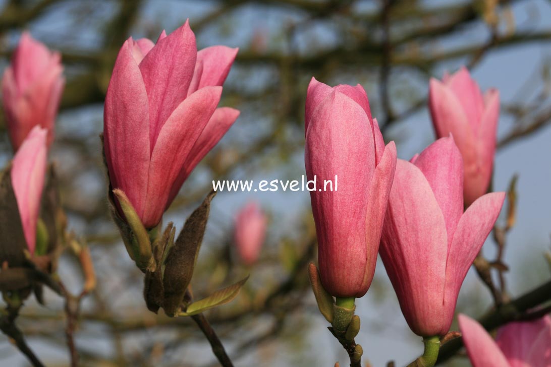 Magnolia 'Heaven Scent'