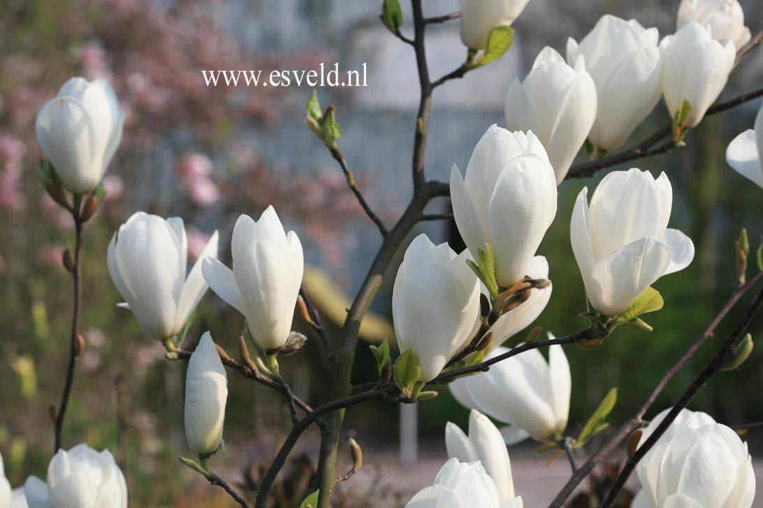 Sorte  "TINA DURIO" sehr große Blüten Hybride Magnolia schneeweiß 