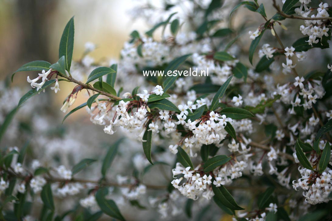 Osmanthus suavis