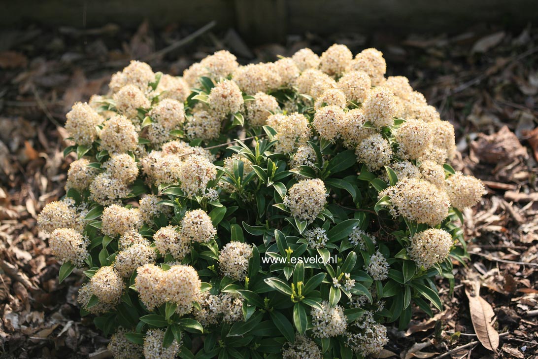 Skimmia japonica 'Marlot'