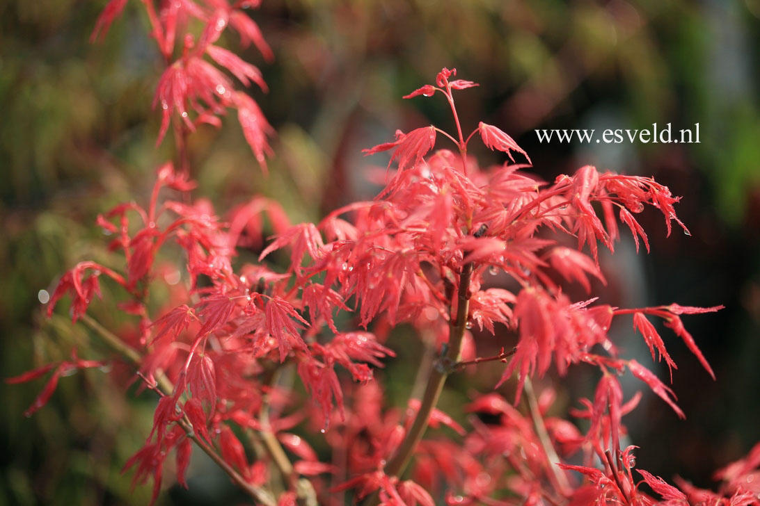 Acer palmatum 'Phoenix'