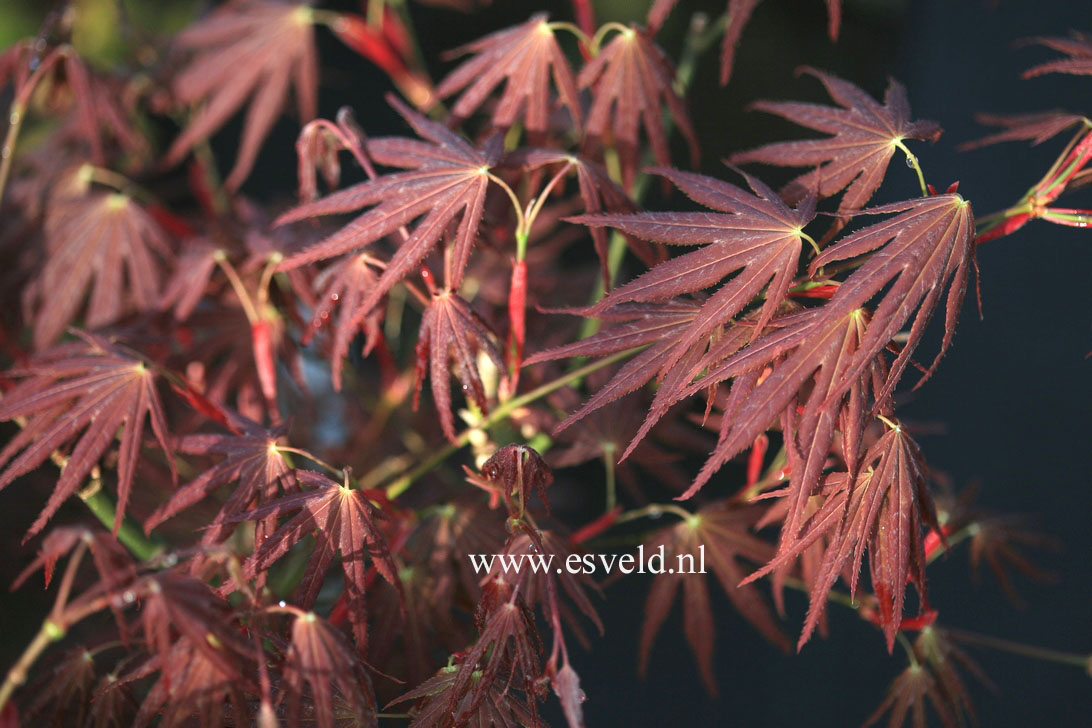 Acer palmatum 'Chikuma no'