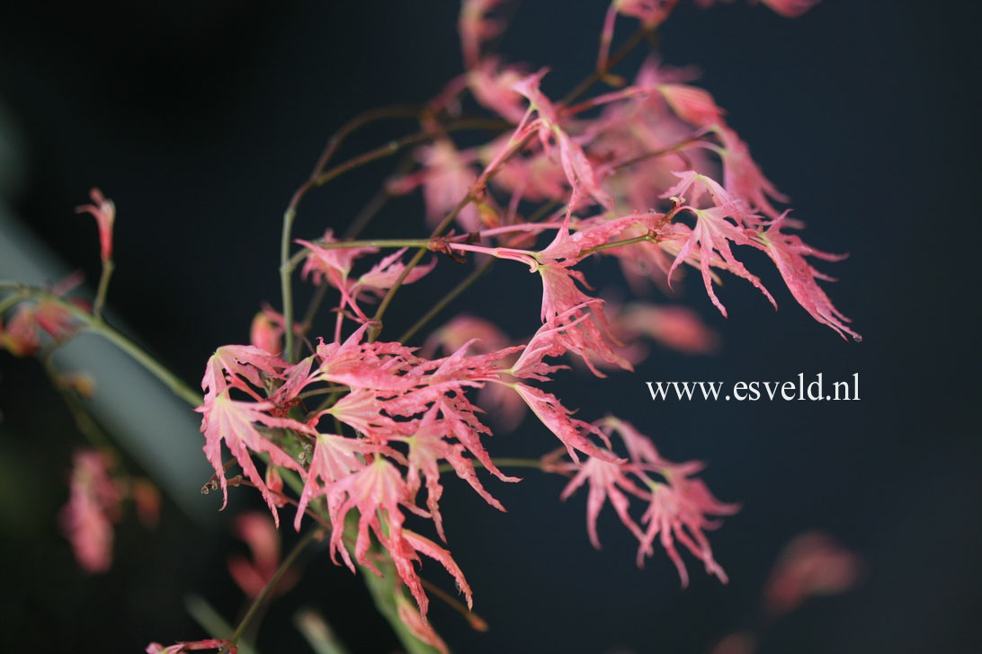 Acer palmatum 'Peve Multicolor'