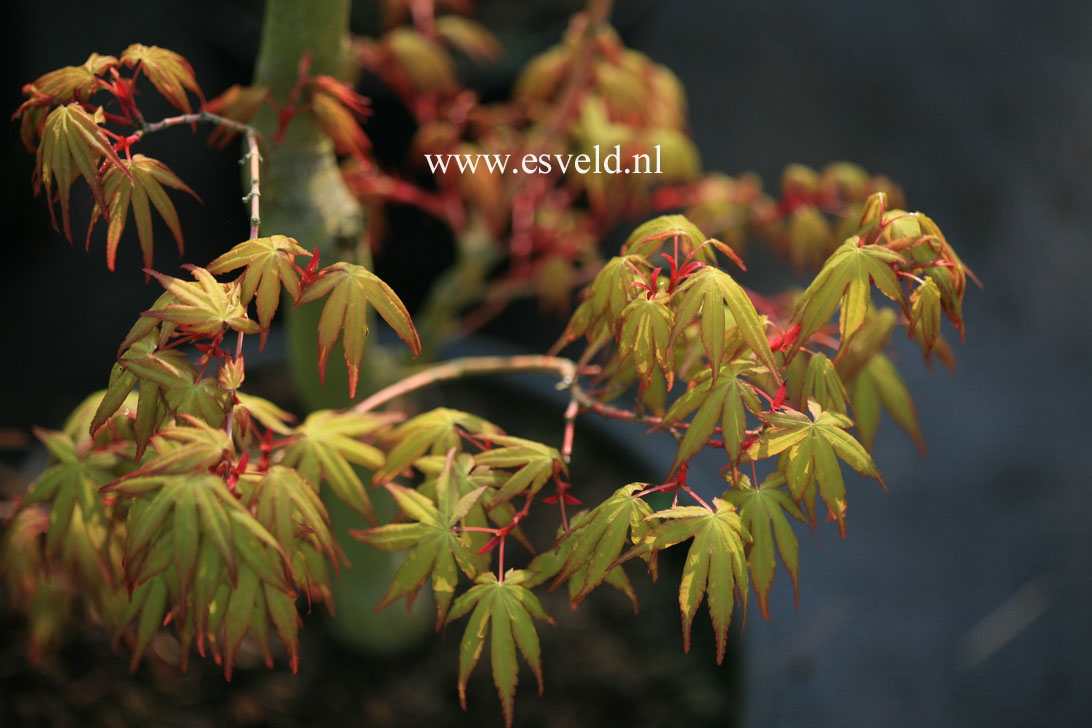 Acer palmatum 'Eddisbury'