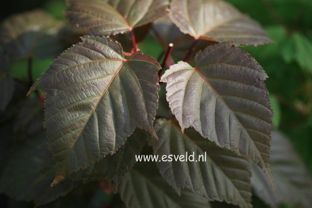 Acer morifolium