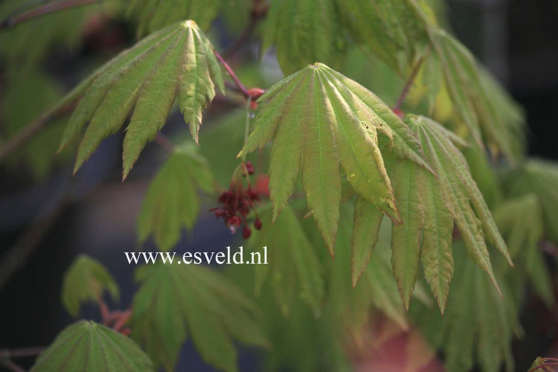 Acer japonicum 'Oh isami'