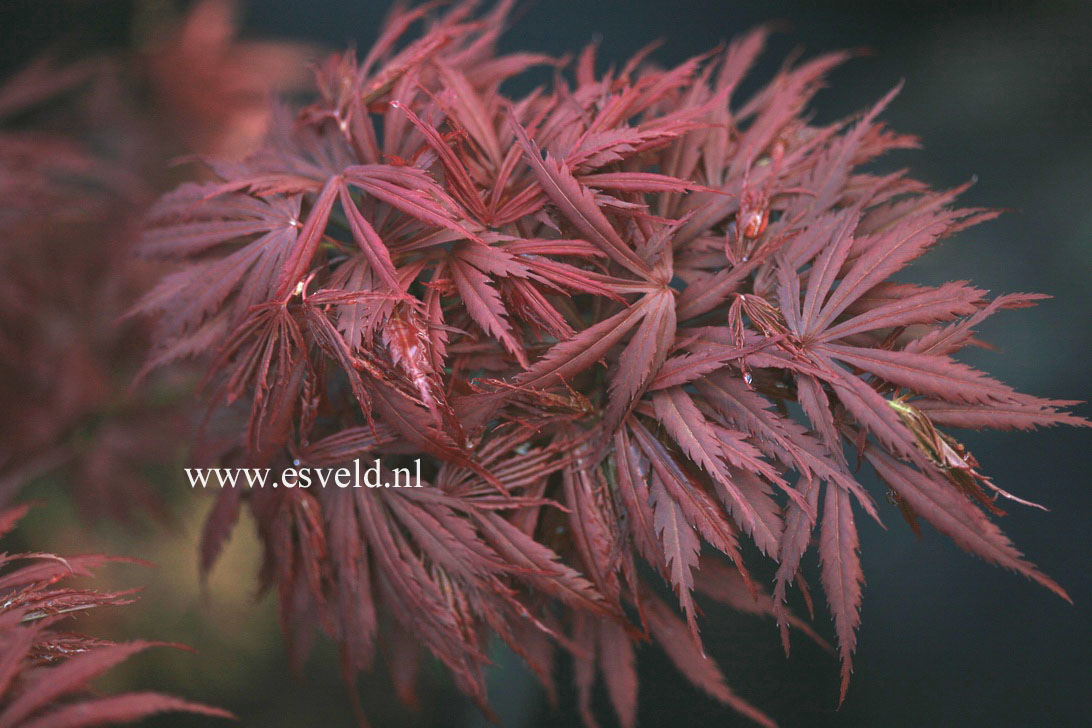 Acer palmatum 'Jerre Schwartz'