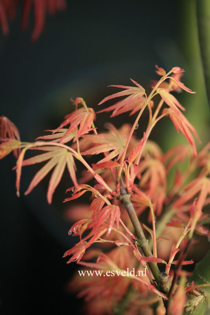 Acer palmatum 'Kinran'