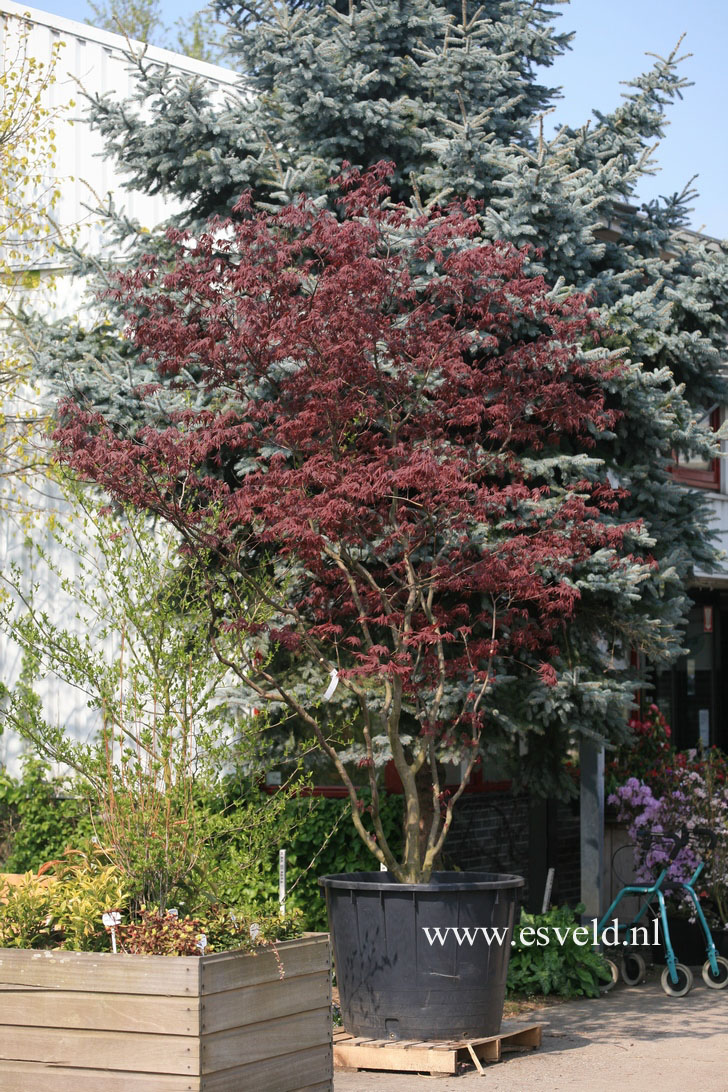 Acer palmatum 'Atropurpureum'