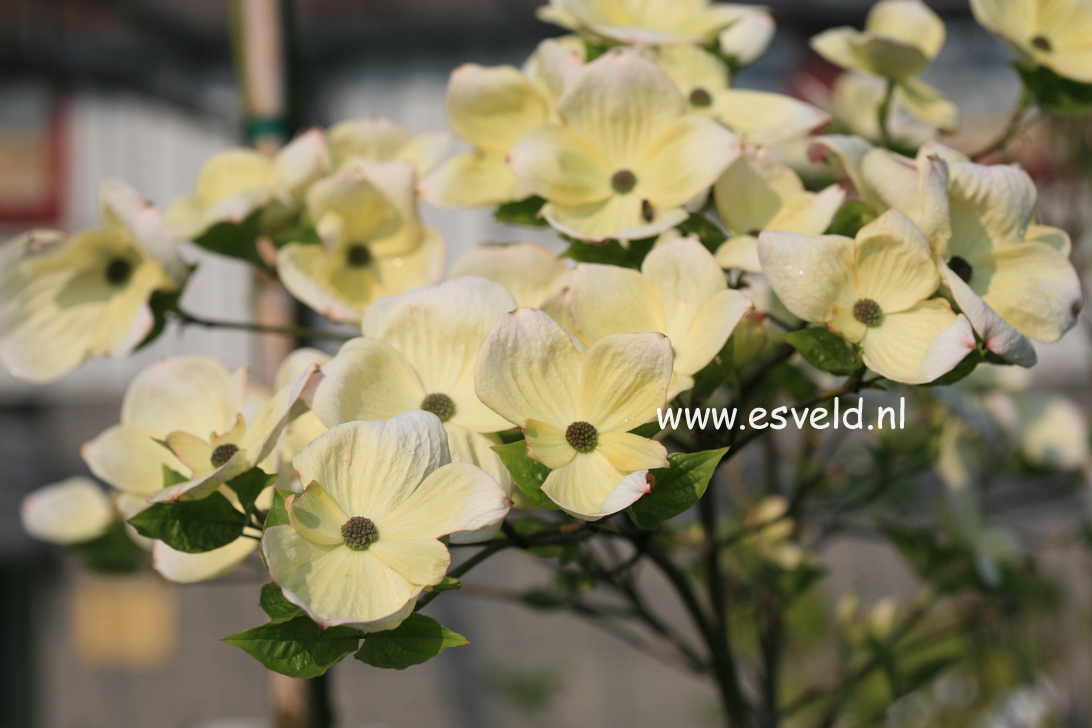 Cornus nuttallii 'Pink Blush'