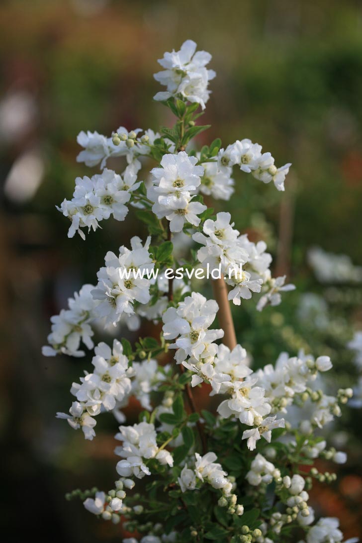 Exochorda 'The Bride'