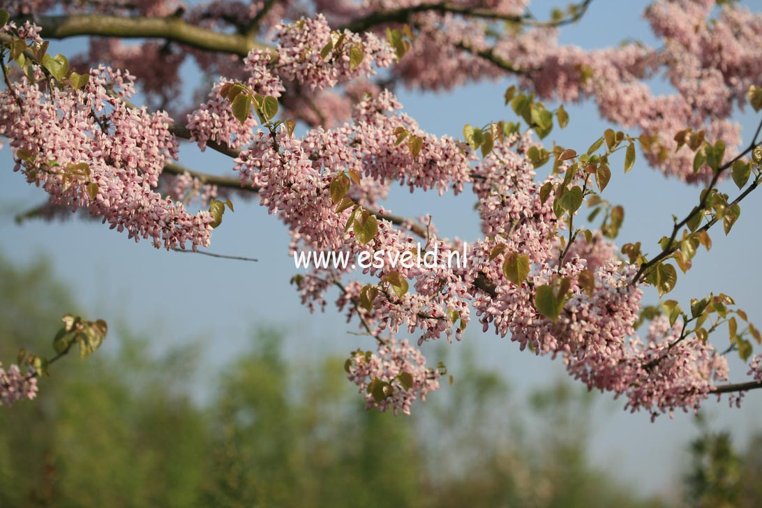 Cercis gigantea