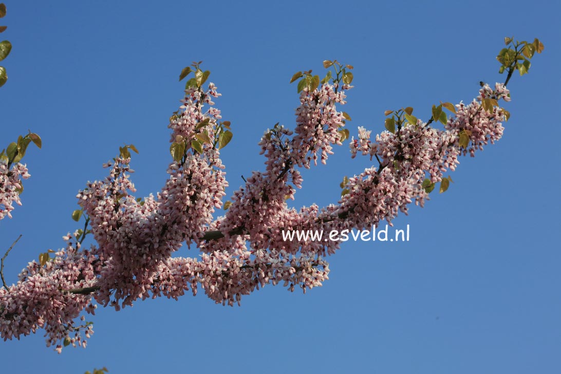 Cercis gigantea