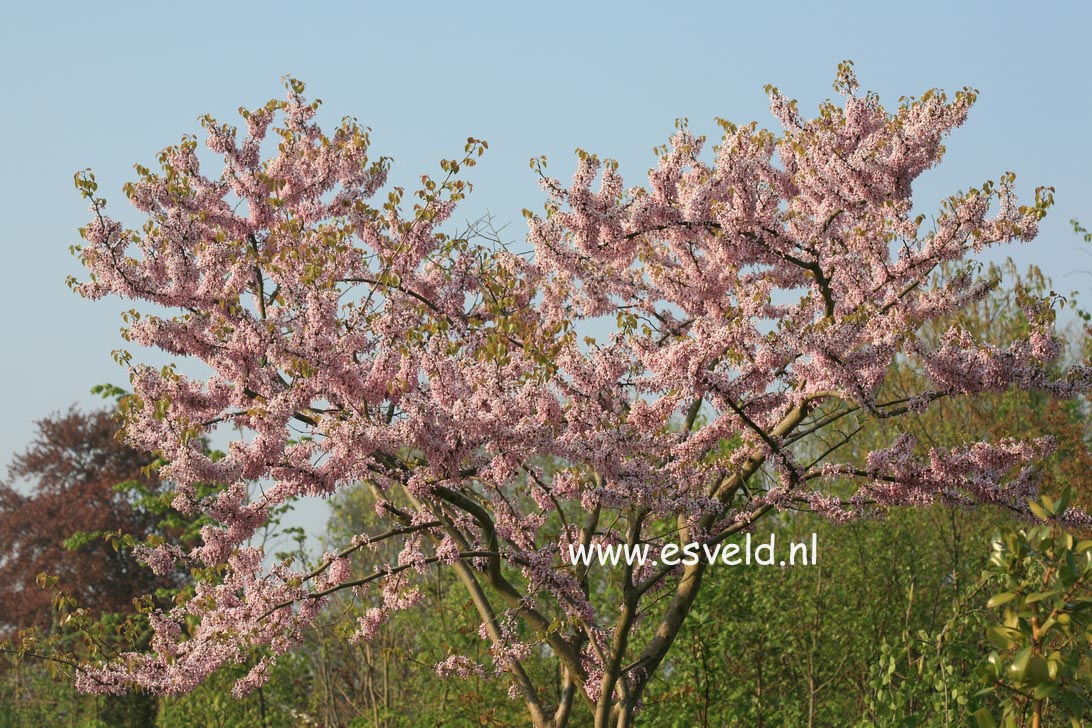 Cercis gigantea