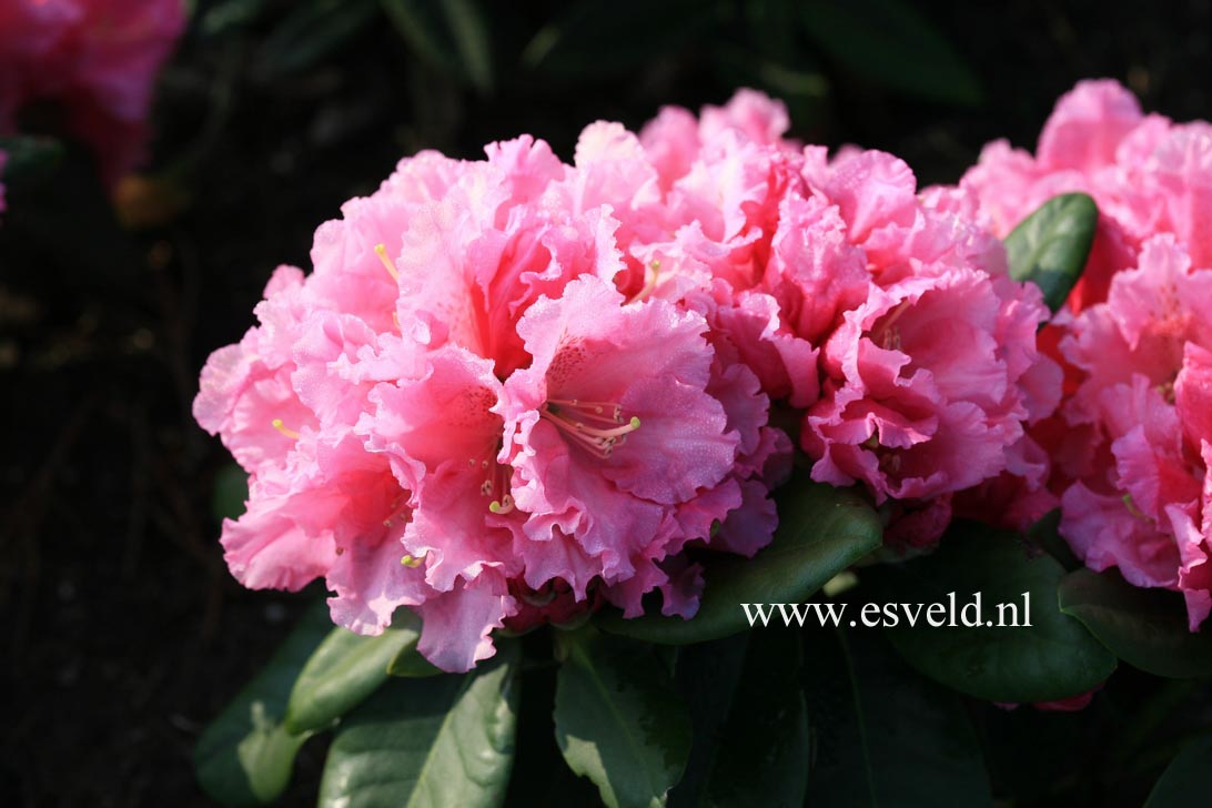 Rhododendron 'Rodrigo'