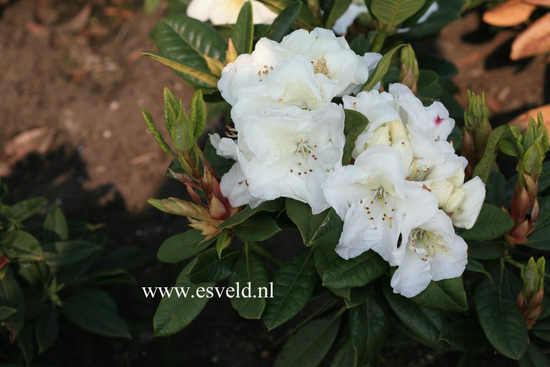 Rhododendron 'Robert Korn'
