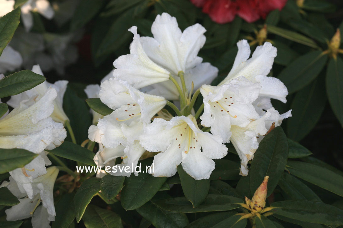 Rhododendron 'Silver Sixpence'