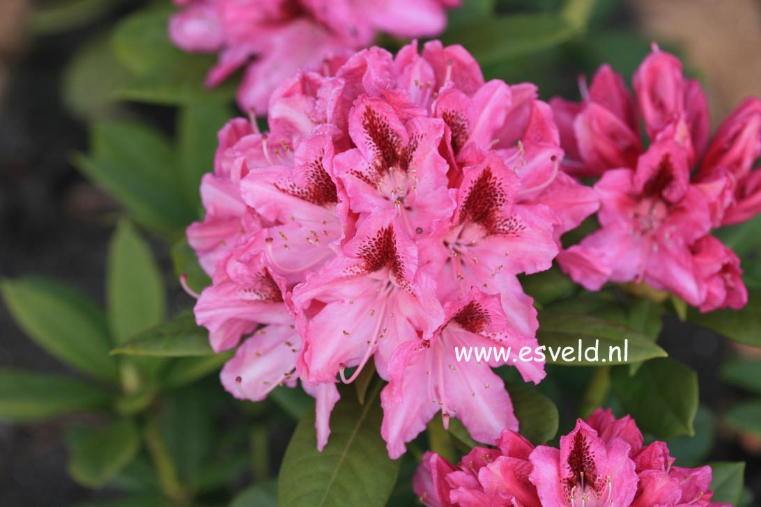 Rhododendron 'Cosmopolitan'