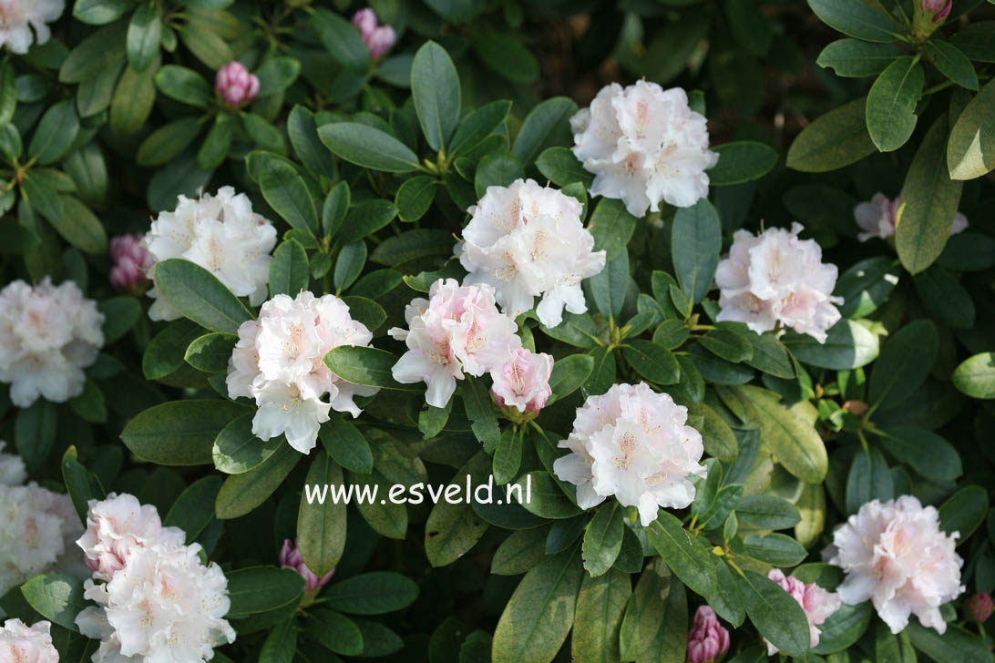 Rhododendron 'Schneekrone'